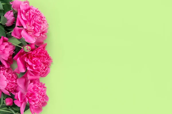 一束美丽的粉色牡丹在精致的纸张背景上 最小概念绿色背景 — 图库照片