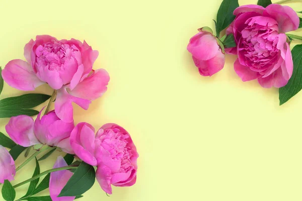 Букет Красивых Розовых Пионов Фоне Желтой Бумаги Концепция Творческой Весны — стоковое фото