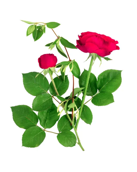 白い孤立した背景に美しい赤いバラの花束 フラットレイアウト トップビュー コピースペースコンセプト — ストック写真