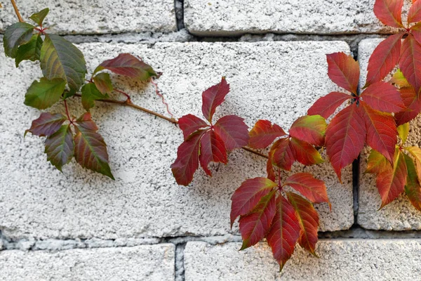 Red Virginia Creeper Climbing White Wall Building Royalty Free Stock Images