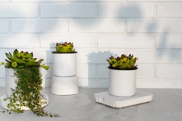 Evergreen Succulents Small Flower Pots White Brick Wall Home Interior Royalty Free Stock Images