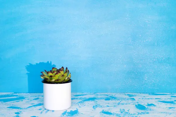 Evergreen Vetplanten Kleine Bloempotten Tegen Een Blauwe Muur Binnenland Levensstijl Stockfoto