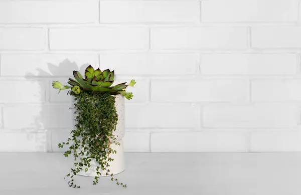 エバーグリーンは白いレンガの壁に対して小さな花の鍋で簡素化します ホームインテリア ライフスタイル ロイヤリティフリーのストック写真
