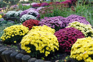 Sokak pazarında satılık çok renkli kasımpatı buketleri