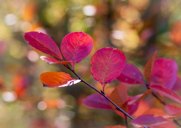 Червона Осінь Листя Гілки — стокове фото