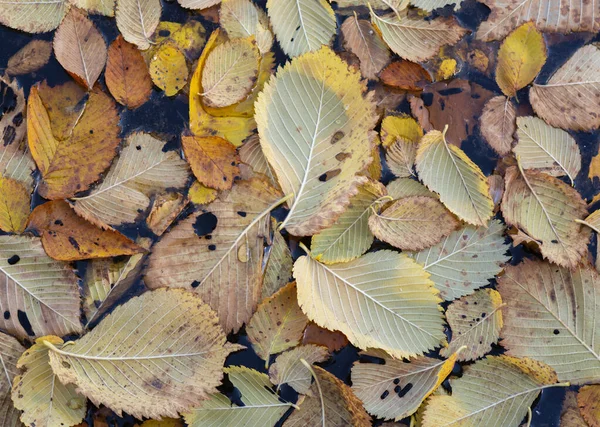 Жовте Осіннє Листя Фону — стокове фото