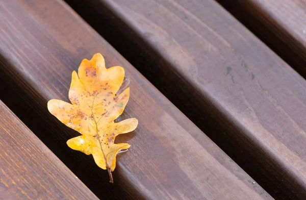 木制长椅上的单片橡木叶 — 图库照片