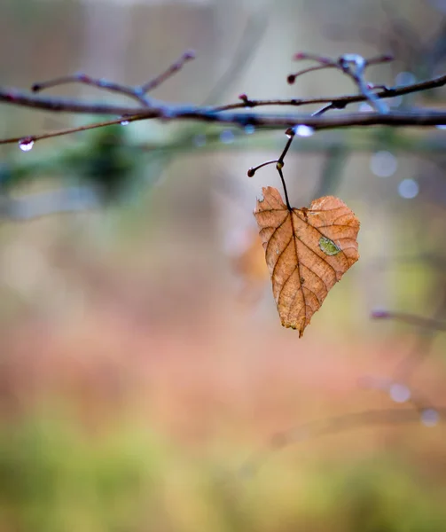 树枝上的一片褐色叶子 — 图库照片
