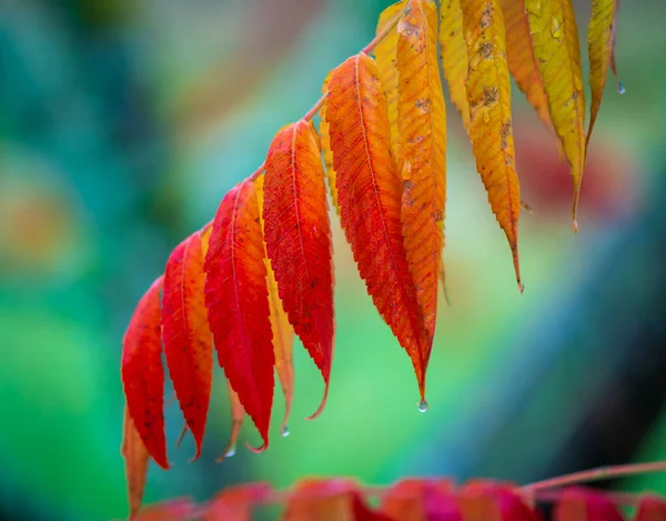 Oddział Drzewa Octowego Jesienią — Zdjęcie stockowe