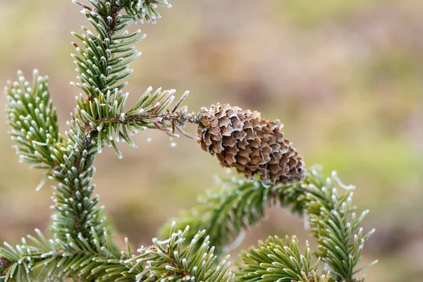 Pine Cone Frosted Branch — Stock Photo, Image