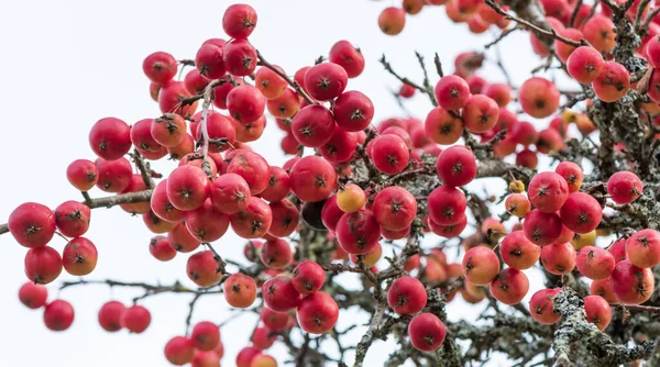 Červená Jablka Jabloni Větev — Stock fotografie