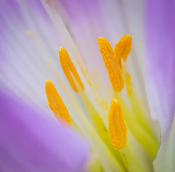 Macro Dettaglio Violetflower Stamen Con Polline — Foto Stock