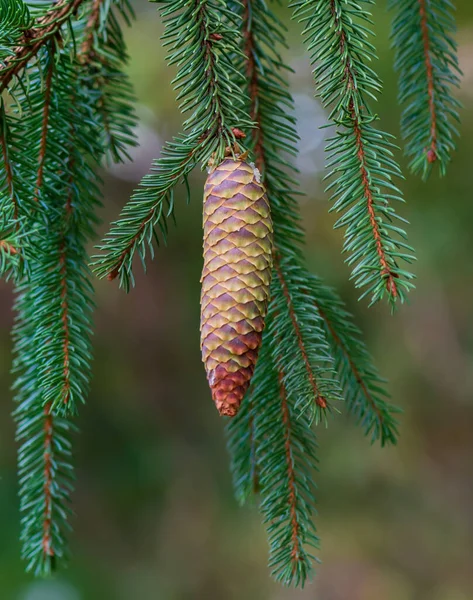 Fir Branch Cone — Stock Photo, Image