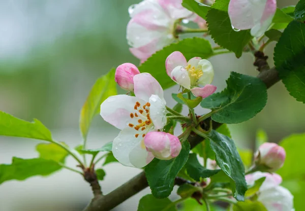 Fiore Melo Primavera — Foto Stock