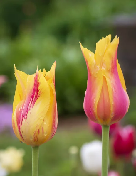 Két Multicolor Tulipán Tavasszal — Stock Fotó