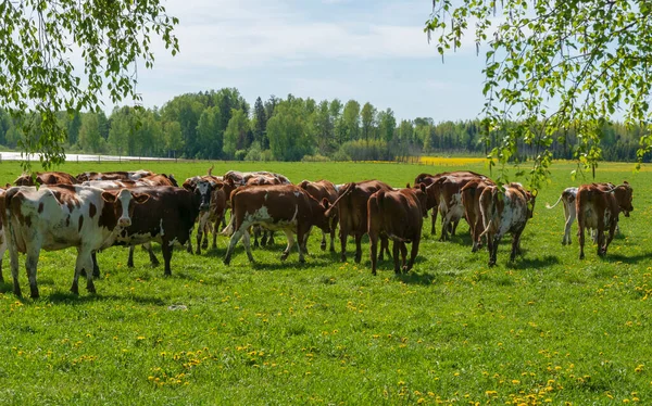 Vacas Leiteiras Campo Exploração — Fotografia de Stock