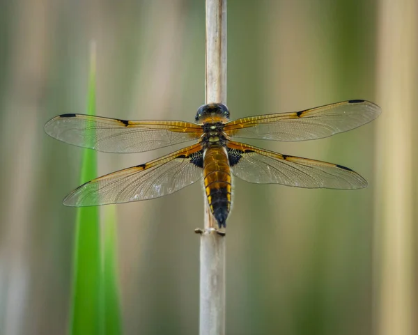 stock image Dragonfly macro (Anaciaeschna isoceles) shot in summer time .