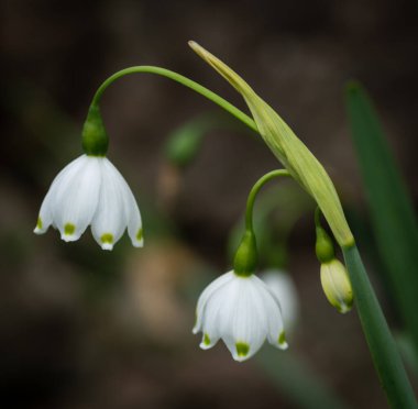 Bahar kar taneleri çiçek - göl vernum carpaticum.