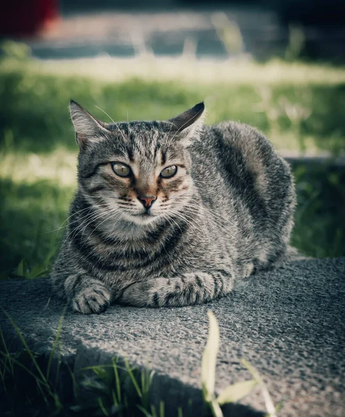 Young Cat Slipping Road — Stock Photo, Image