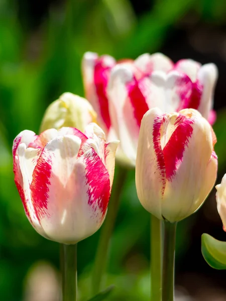 Multicolor Tulipánok Tavasszal — Stock Fotó