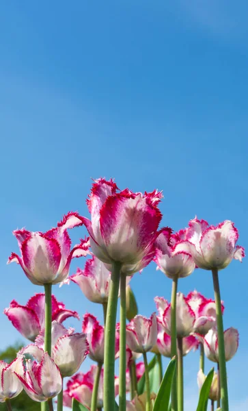 Tulipanes Multicolores Sobre Fondo Azul Cielo —  Fotos de Stock