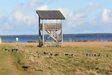 Tahta kuş izleme kulesi Estonya .