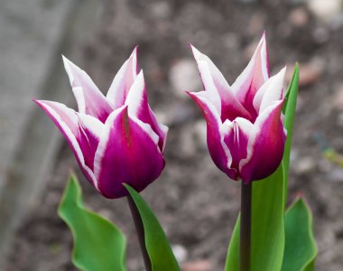 Bahçede iki çok renkli lale.