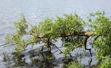 Su üzerinde söğüt ağacı dalları.