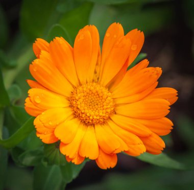 turuncu Calendula çiçeğinin başı bahçede..
