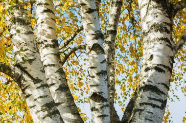 Group white birches at autumn. clipart