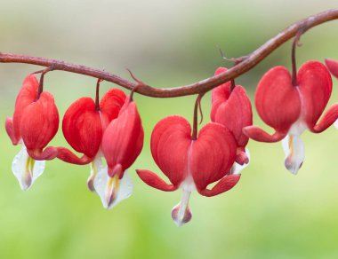 İlkbaharda kanayan kalp çiçek dalı.