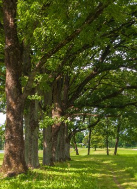 Yaz günü büyük ağaçlar.