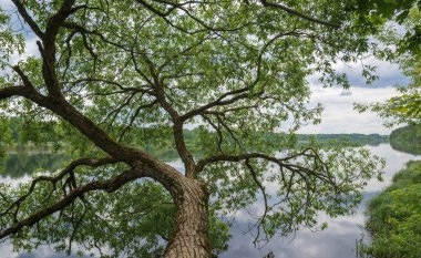 Nehirdeki büyük söğüt ağacı.