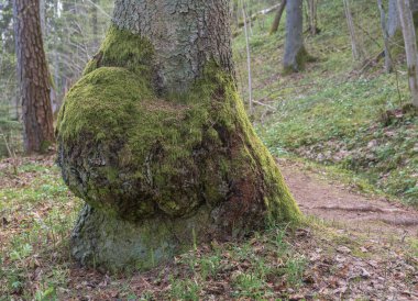 Ormandaki ağaç yuvası. .