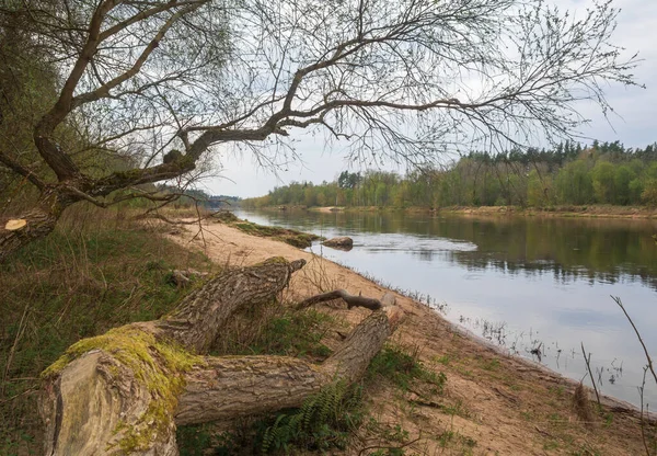Paisagem Rio Gauja Com Salgueiros Quebrados Primavera Letónia — Fotografia de Stock