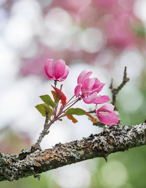 Κοντινό Πλάνο Από Ροζ Άνθη Κερασιάς — Φωτογραφία Αρχείου