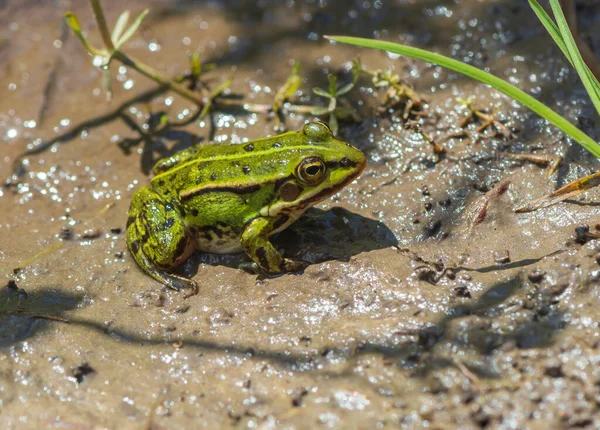 Zelená Barva Žába Sedí Mokrém Písku Žába Jeho Přirozeném Prostředí — Stock fotografie