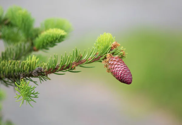 Fir Branch Cone Spring — Stock Photo, Image