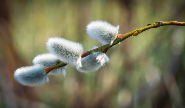 Willow Tree Branch Spring — Stock Photo, Image