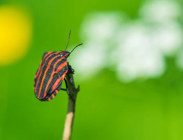 Graphosoma Lineatum Kırmızı Siyah Çizgili Böcek — Stok fotoğraf