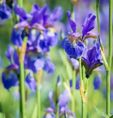 Yazın bahçede mavi süsen çiçekleri .