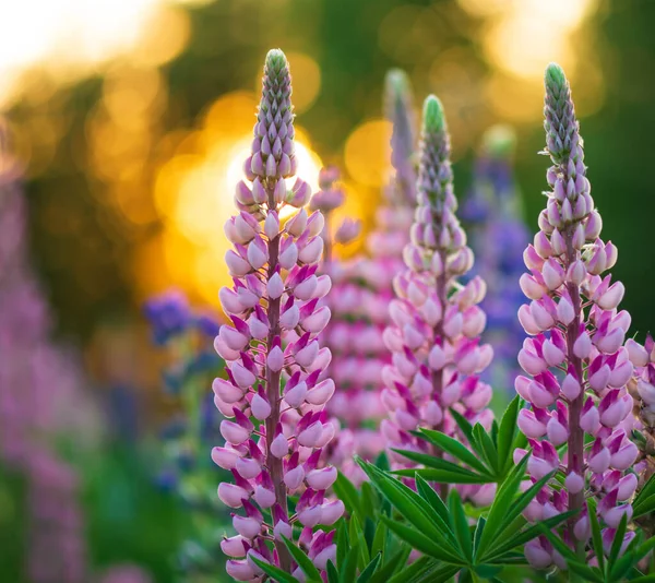 stock image Summer evening in field with blooming lupins.