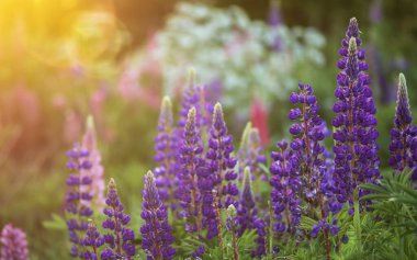 Çiçek açan lupinlerle dolu bir yaz akşamı.
