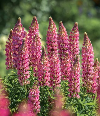 Yazın grup pembe lupines tarlası .