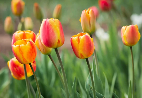 Piros Sárga Tulipán Háttér Tulipánmező — Stock Fotó