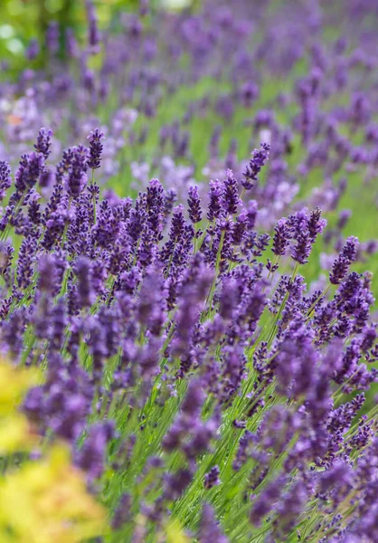 Lavendelblomster Felt Sommeren Solfylte Dager Med Mykt Fokus Uklar Naturlig – stockfoto