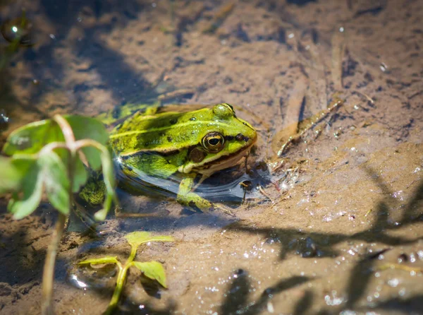 绿色的青蛙坐在潮湿的沙滩上 青蛙在自然环境中 — 图库照片