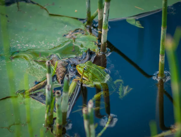池塘上的绿色青蛙 青蛙在自然环境中 — 图库照片