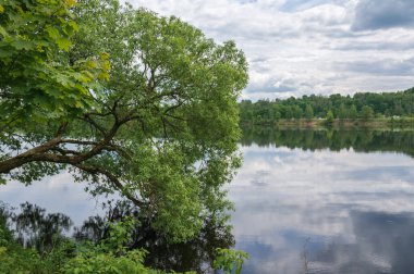 Nehir kenarındaki büyük söğüt ağacı dalı.