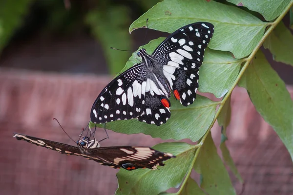 Papillon Assis Sur Feuille Plante Verte — Photo